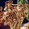 Dried Tea Tree Mushrooms Yunnan Bulk Wholesale Natural Healthy Snack