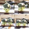 Adorable Plush Broccoli Keychain Cute And Soft Vegetable Toy Bag Charm
