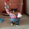 Cosplay Katzenkostüm für kleine mittelgroße Hunde Katzen Lustig Halloween Kätzchen Kleidung Weiche gemütliche Haustier-Jumpsuits Chihuahua Yorkshire Outfits