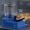 Reptile – Terarii pentru reptile