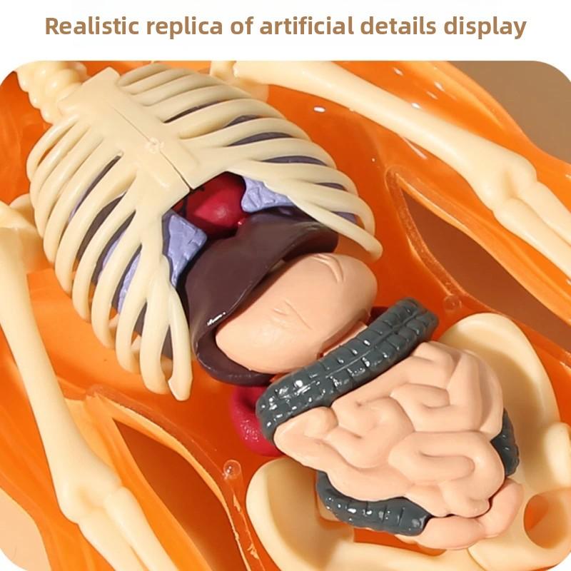 3D Human Body Torso Model For Kid, Anatomy, Skeleton, Removable, Simulation, Organ And Skeleton, Detachable Bone Body Models New