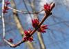 SAFLAX Red Maple - 20 Seeds - Acer Rubrum
