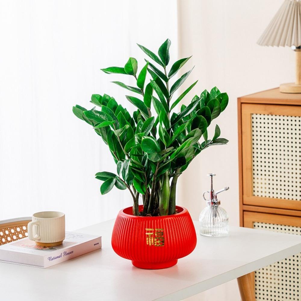 Removable Hydroponic Plants Pot Self Watering Office Bonsai Decor Creative Flowerpot