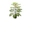Red Heart Philodendron Plant for Garden & Wedding Decor