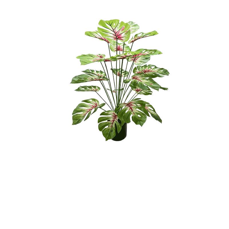 Red Heart Philodendron Plant for Garden & Wedding Decor