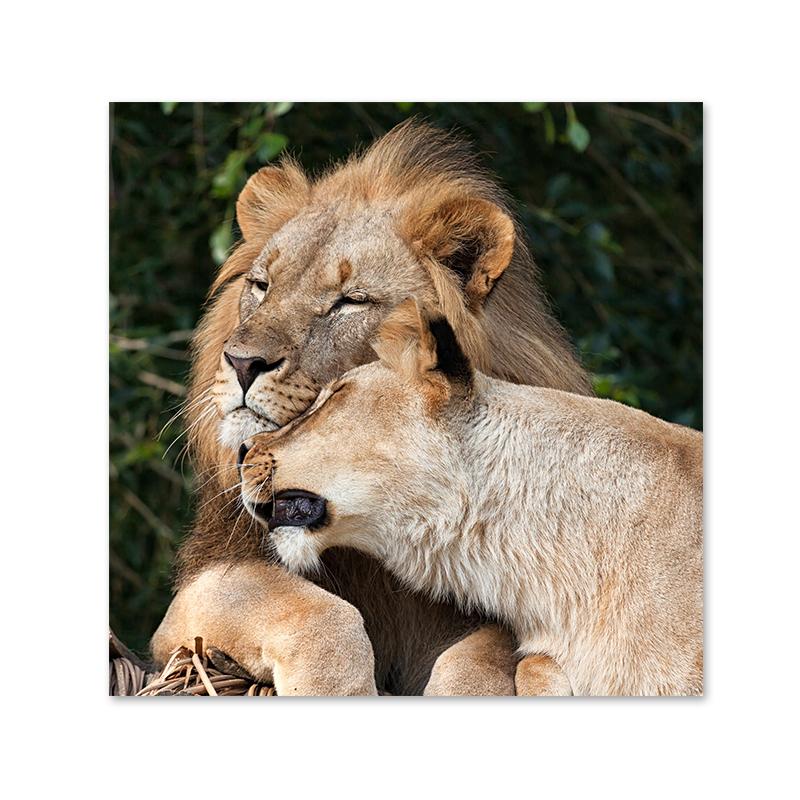 Wild Lion Canvas Painting Posters and Prints Modern Wall Art Picture for Living Room Home Decoration Cuadros