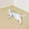 Cat Post-Surgery Recovery Suit - Breathable, Anti-Lick Wear for Medication and Weaning