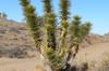 SAFLAX Joshua Tree - 10 Seeds - Yucca Brevifolia