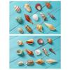 Shell Conch, Popular Science Materials, Specimens, Snail Storage Set, Gift Box, Kindergarten Marine Life Collection
