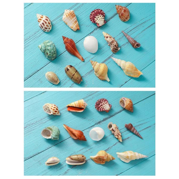 Shell Conch, Popular Science Materials, Specimens, Snail Storage Set, Gift Box, Kindergarten Marine Life Collection