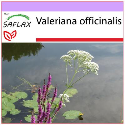 Common Valerian - 200 Seeds - Valeriana Officinalis