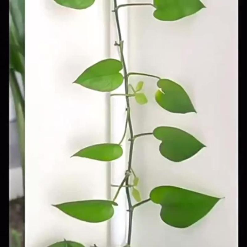 Blattform Grüne Nylon-Kabelbinder für Gartenpflanzenstütze und Dekoration Wiederverwendbar Wetterfest für Innen- und Außeneinsatz