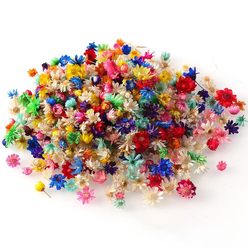 1 Pack/100 PCS Mini Dried Flowers Dried Flower Materials