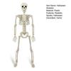 36" Halloween Posable Skeletons Full Body Plastic Human Bone Model with Movable Joints for Yard Haunted House Indoor Outdoor Decor