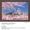 Yanoman in Jigsaw Cherry Blossoms of Himeji Castle Includes a piece request a a service and a jigsaw puzzle instruction (Yanoman) [Made Japan]