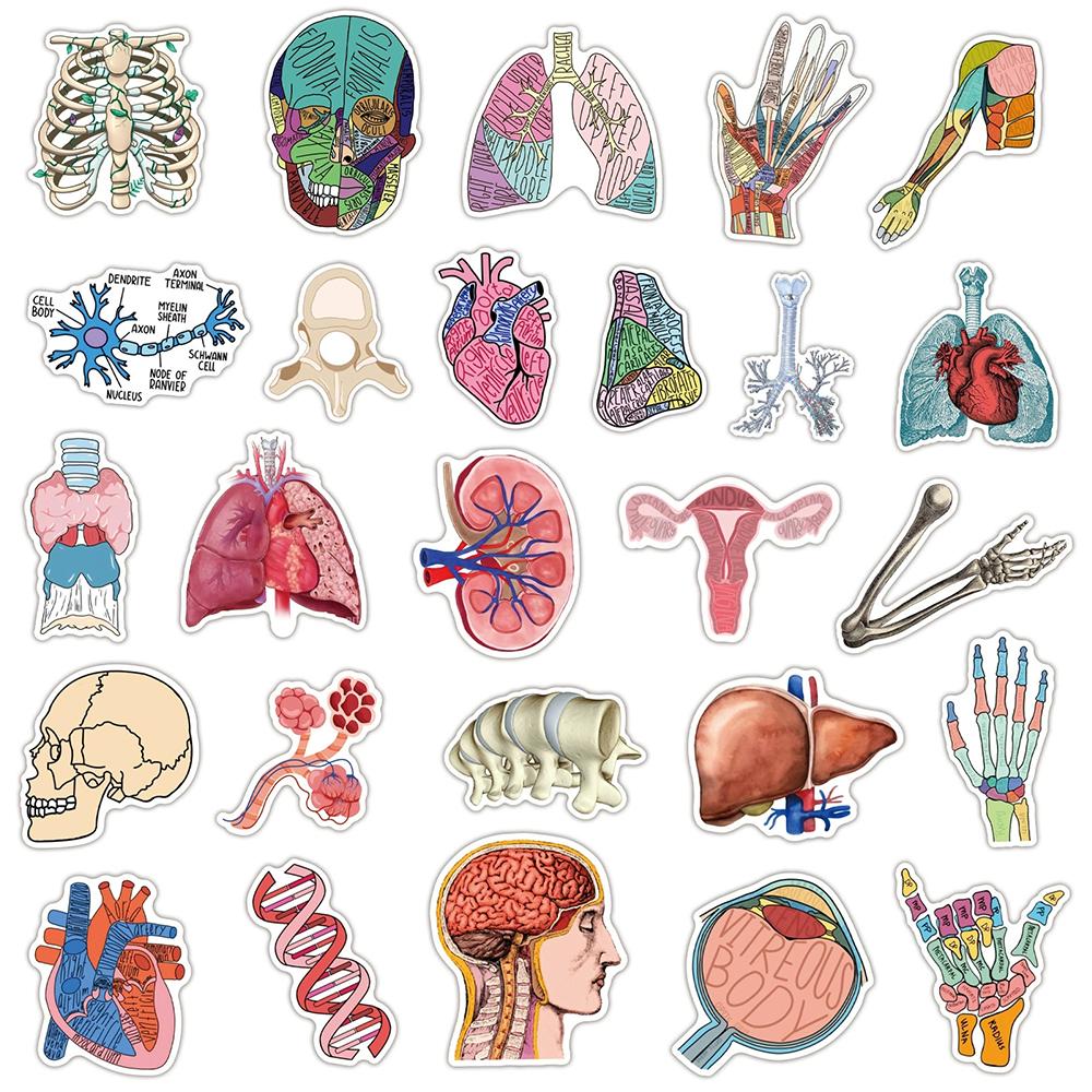 10/30/50pcs Retro Cartoon Human Medical Anatomy Stickers Physiological Organ Sticker Scrapbook Phone Luggage Graffiti Decals Toy
