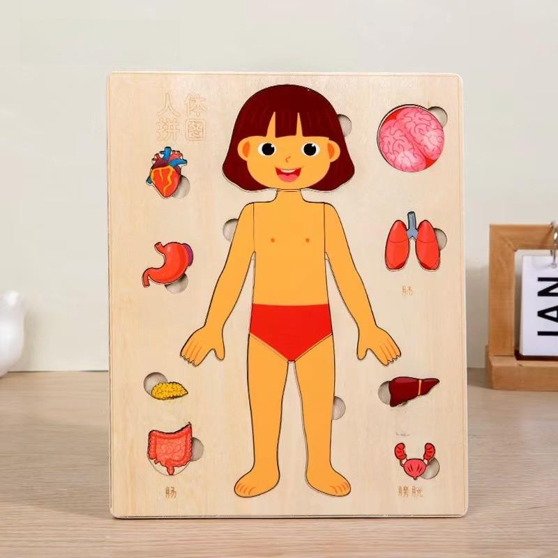 Children 3d Wooden Body Parts Puzzle Toy Anatomy Recognition Brain Development