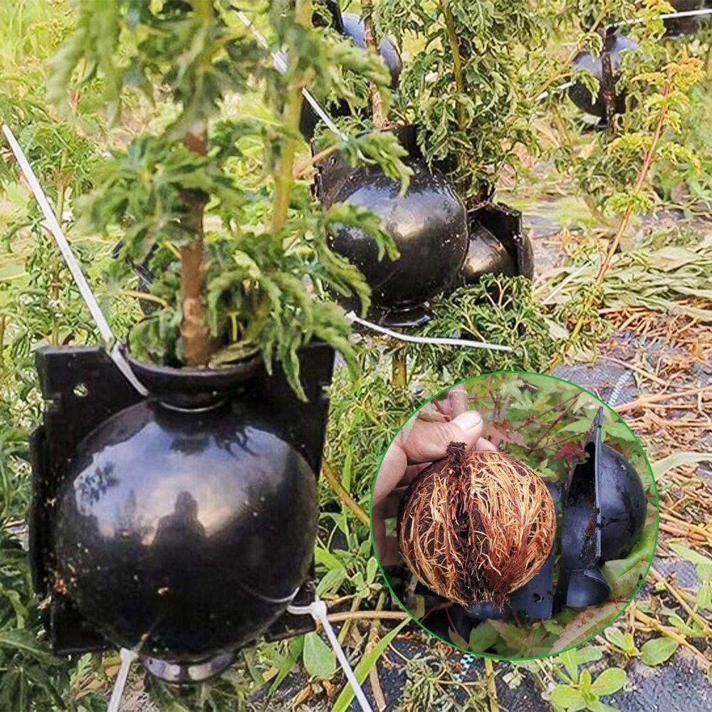 3Pcs Fast Propagation Grafting Rooting Box Plastic Plant Root Growing Box  Garden Planting