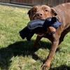 Unzerbrechliches Extreme Bear-Spielzeug für Hunde zum Kauen. Unzerstörbares Quietschspielzeug aus Plüsch für Hunde. Langlebiges, robustes und strapazierfähiges Kauspielzeug für Hunde.