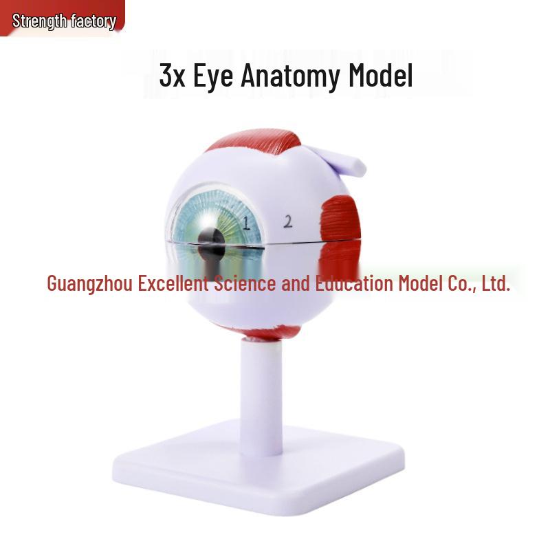 6x Magnified Human Eye Anatomy Model - Teaching Tool for Ophthalmology