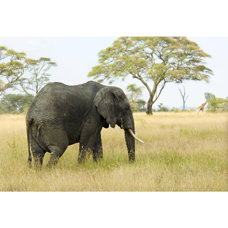 5D-Diamantgemälde zum Selbermachen, Tier-Strass-Bilder, Kreuzstich-Set, voller Diamant-Stickerei, Elefant, Mosaik, Geschenk, Heimdekoration