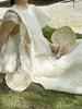 Fresh Hand-Woven Original Fan Ins Style Summer Refreshing Durable Fan Travel Portable Photo Shooting Photo