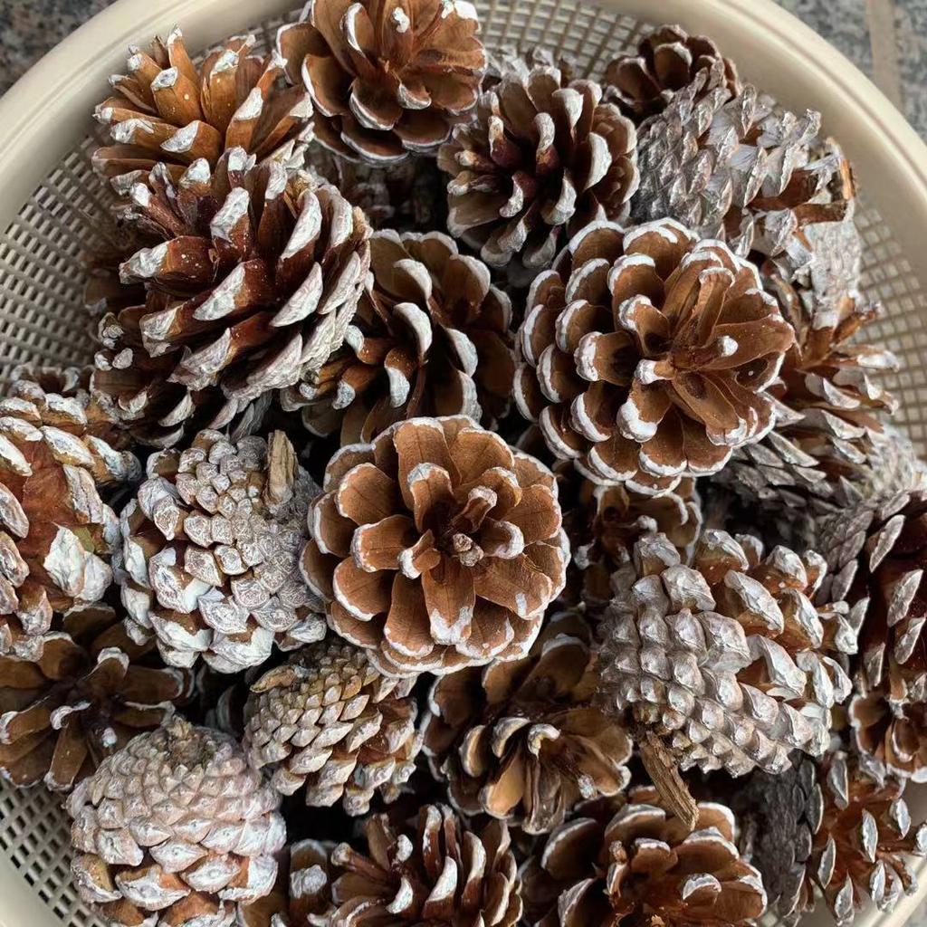 Christmas Pine Cones & Dried Flowers Pack - Eucalyptus, Pine Wood, Cotton, Handmade Photography Props