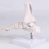Realistic Human Foot Bone Model Teaching Aids For Enhanced Learning In Anatomy Classes And Clinical Skeletal Detail