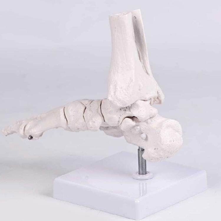 Realistic Human Foot Bone Model Teaching Aids For Enhanced Learning In Anatomy Classes And Clinical Skeletal Detail