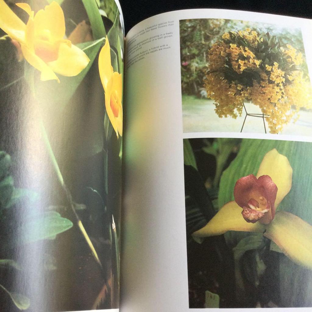 [USED] Orchids, botanical art, illustrated book, orchids, foreign books, orchids, orchids, flowers