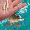 50/100/150pcs 40mm Luminous Soft Shrimp Bait Fishing Lures Artificialbait Luminous Shrimp