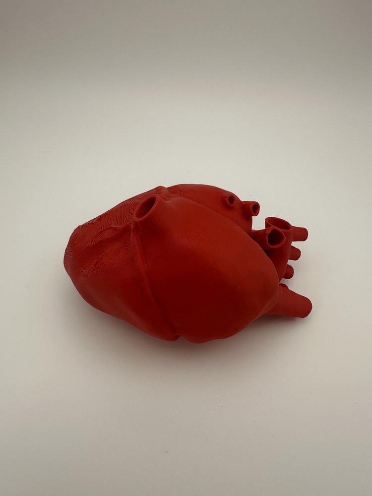 1:1 Heart Model for Biology Teaching in Middle & High School Other