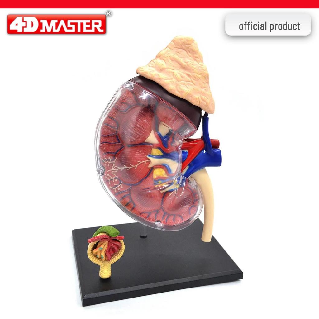 4D Knee Joint Ligament Anatomy Model for Medical Teaching