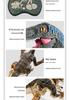 Children's 2.4G Wireless Remote Control Mechanical Dinosaur with Lights and Sound