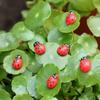 Model Kid's Toy Simulation Ladybug Figurines Wooden Crafts Fairy Garden Landscape Bonsai Decor