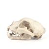 Snow Leopard Home Decoration Resin Model Animal Skull for Teaching and Research