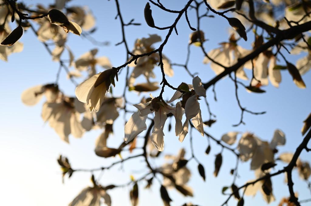 Nikon NIKKOR Z MC 50mm Compact Macro Prime Lens for Z Series Mirrorless Cameras Nikon USA Model F/2.8