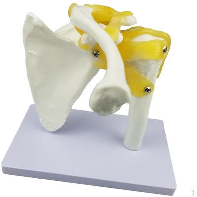 Shoulder Joint Human Model With Functional Ligaments Tools
