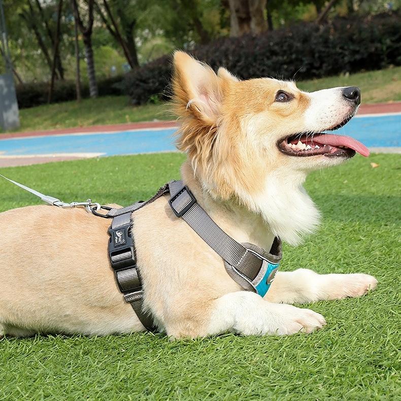 Astro Blue Training Harness For Walking Dogs, Size S