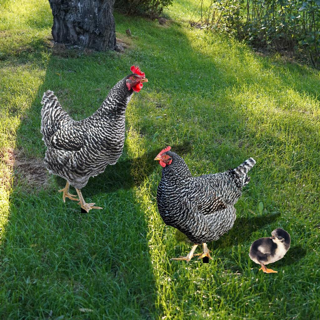3 Pcs Outdoor Garden Chicken Statues Acrylic Rooster Hen Chicken Lawn Stakes