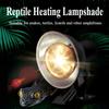 Reptile – Terarii pentru reptile