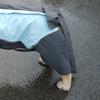 Dog Tail Protector Adjustable Dog Tail Cover Dog Wound Protector Sleeve Cover for Medium Large Dogs Pet Supplies