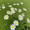 10/20/40pcs Ceramic Daisy Flowers Hand-molded and Never-fading Chinese Ceramic DIY Flowers Valentine's Day Indoor/outdoor Decor
