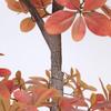 In Stock: Minimalist Indoor Fake Tree Ornament - Fukurokuju Green Plant for Mall Landscaping and Floor Decoration
