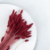 Dried Lagurus - Ovoid Fly - Burgundy