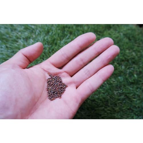 Farm-Grown Sulforaphane Tablets, 360 Tablets, Freeze-Dried, 15mg Sulforaphane (SGS) Per Tablet, Broccoli Sprout Supplement, Phytochemical