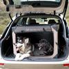 DODOPET Pet Carrier: Portable, Foldable, Anti-Shedding Cage for Dogs and Cats