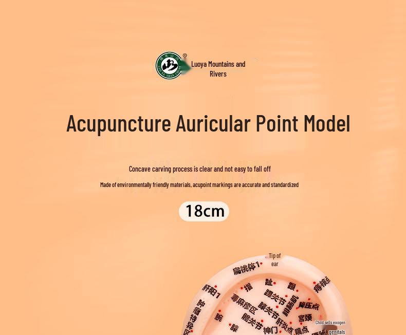18cm Ear Acupuncture Meridian Model