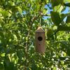 Kolibri-Haus aus Holz, handgefertigt, Ornament für den Außenbereich, Garten, Terrasse, Hängedeko