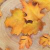 4PCS Fall Leaves Cutter Set Maple Leaf Cutter Set Washable Durable Christmas Leaf Cutting Mold